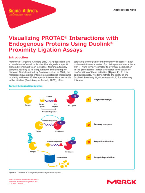 Duolink™ PLAを用いたPROTAC®と内在性タンパク質との相互作用の可視化 表紙