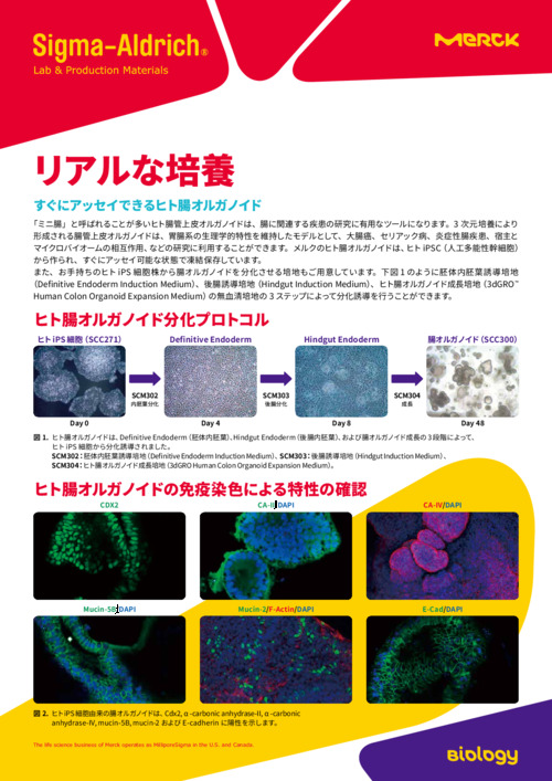 リアルな培養 すぐにアッセイできるヒト腸オルガノイド 表紙