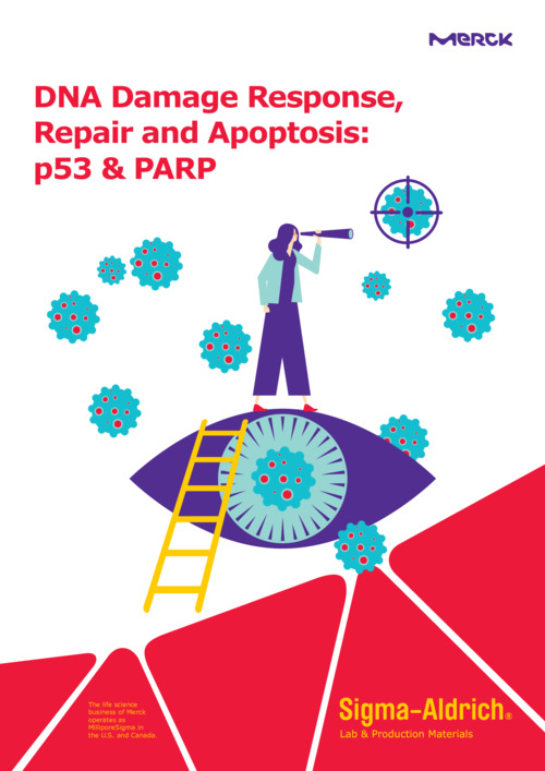 DNA Damage Response, Repair and Apoptosis: p53 & PARP 表紙